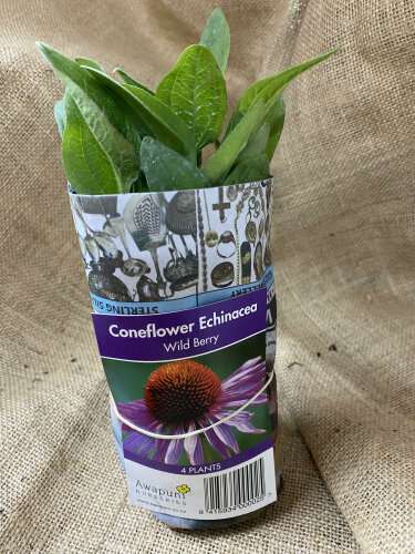 Coneflower Echinacea - Purple